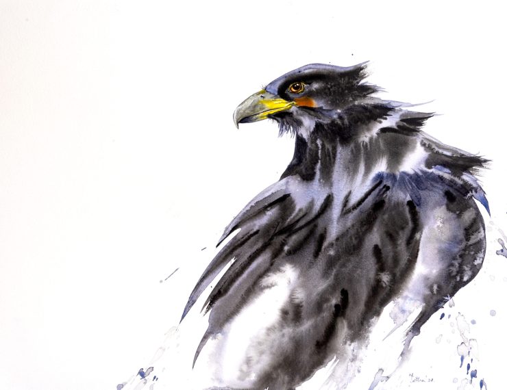 Eagle_40_55cm_10000 inr